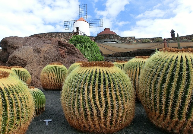Hotel Burbuja Lanzarote cactus