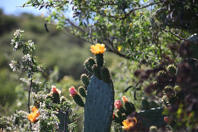 Hoteles Burbuja en El Hierro en Canarias vista cactus