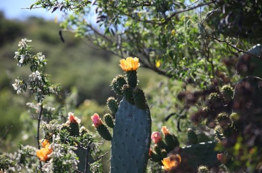 Hoteles Burbuja en El Hierro en Canarias vista cactus